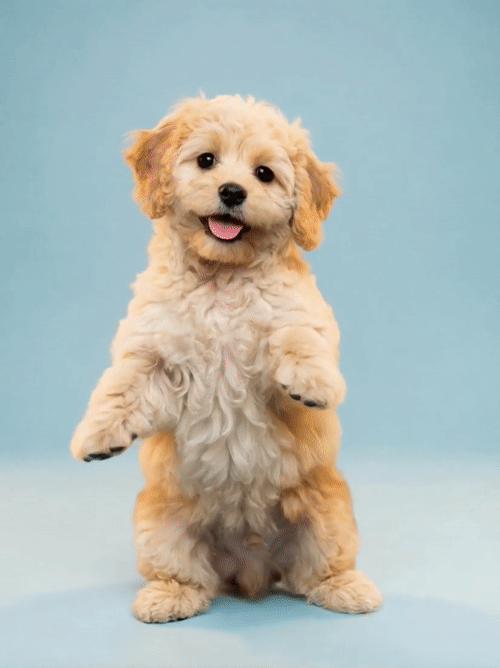 Pet Dance #7 style preview by Picora